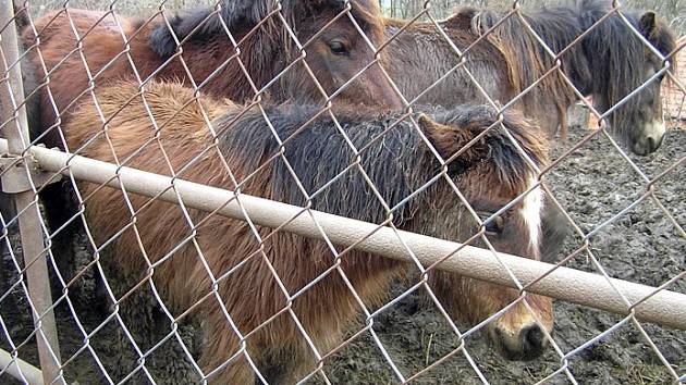 Poníci veterináře Zbyňka Šmahela z Chržína vypadali v březnu takto. Podle sousedů se jim ale dnes daří lépe.