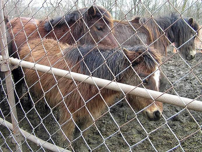 Poníci veterináře Zbyňka Šmahela z Chržína vypadali v březnu takto. Podle sousedů se jim ale dnes daří lépe.