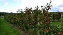 O samosběr jablek je velký zájem, sklízet se bude v pátek i v sobotu.