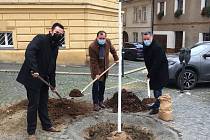 Sázení nové lípy 2. prosince 2020. Starosta Martin Hrabánek, místostarosta Radek Vondráček a jednatel TS Slaný Martin Konečný.