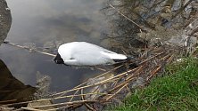 Za úhynem racků u Hobšovického rybníka na Kladensku je ptačí chřipka.