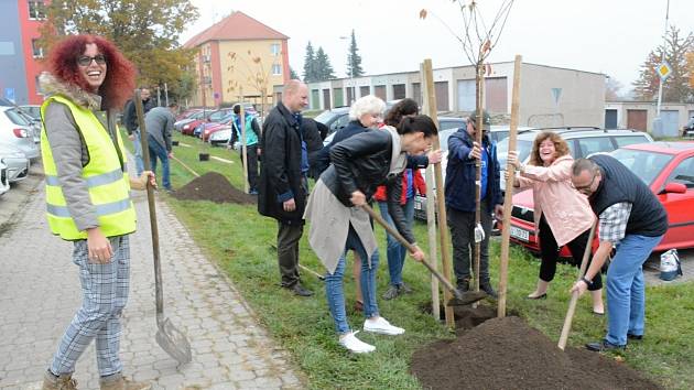 Lidé vysadili ve Stochově šest sakur.