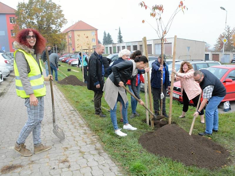 Lidé vysadili ve Stochově šest sakur.