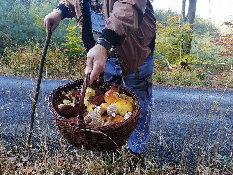 Nejen houby, ale i covid opatření lákají lidi do lesů.