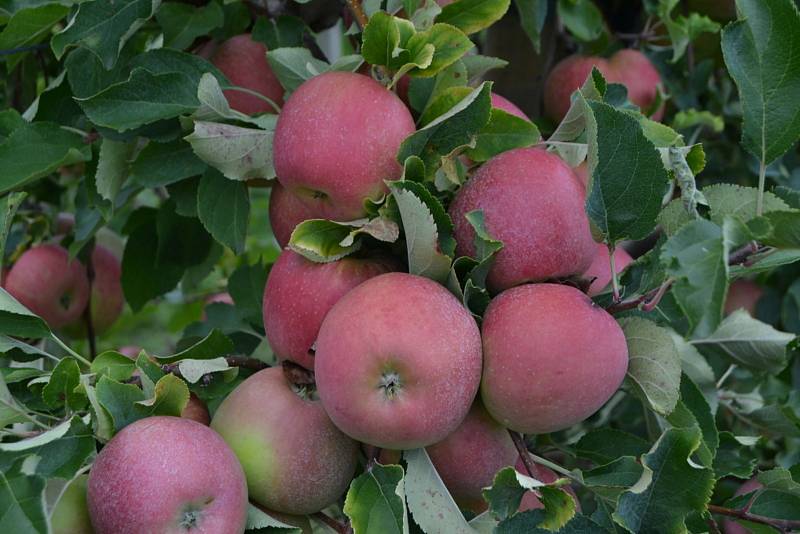 O samosběr jablek je velký zájem, sklízet se bude v pátek i v sobotu.