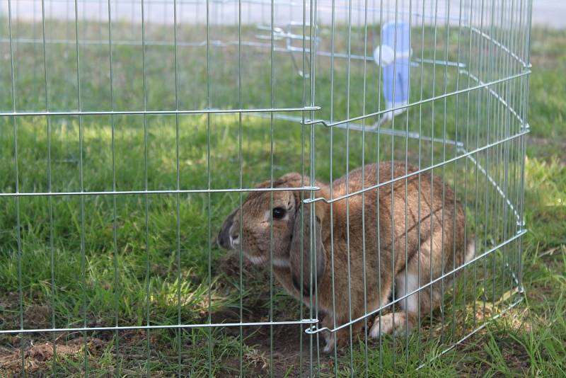 Králíci skákali do dálky i do výšky a překonávali nejrůznější překážky.