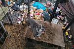 Psi žijí v Kladně na vrakovišti v odpadcích a vlastních výkalech.