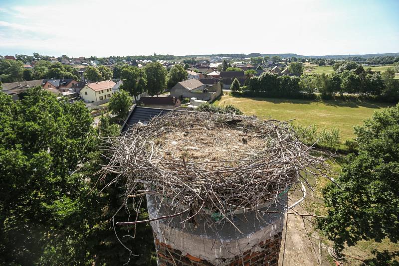 Čapí hnízdo v Kačicích u Kladna.