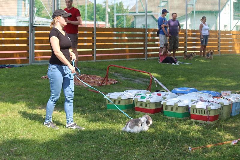 Králíci skákali do dálky i do výšky a překonávali nejrůznější překážky.