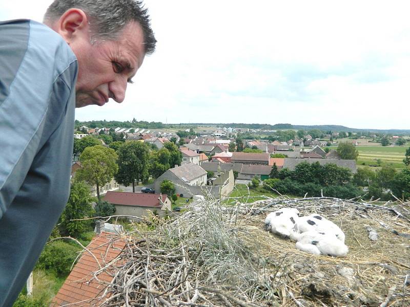 Ornitolog Stanislav Lepič při kroužkování.