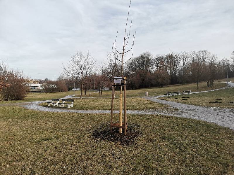 Kladno má svůj strom lásky, najdete ho na Panské louce.