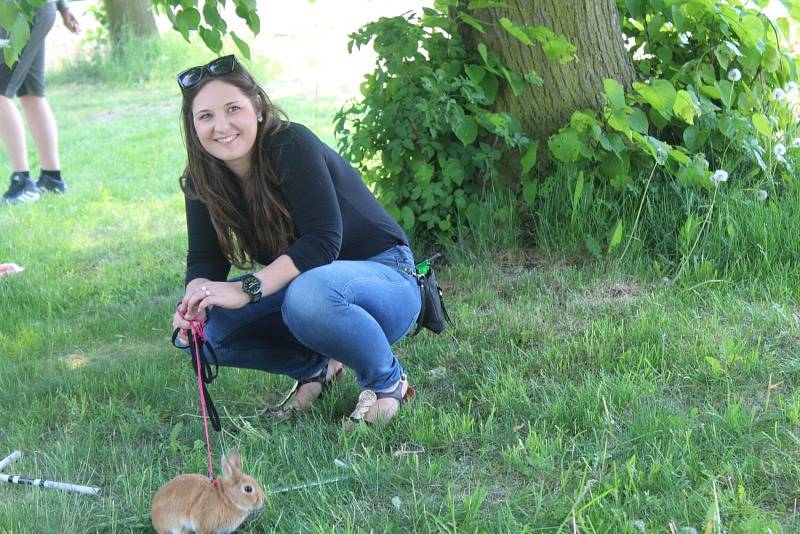 Králíci skákali do dálky i do výšky a překonávali nejrůznější překážky.