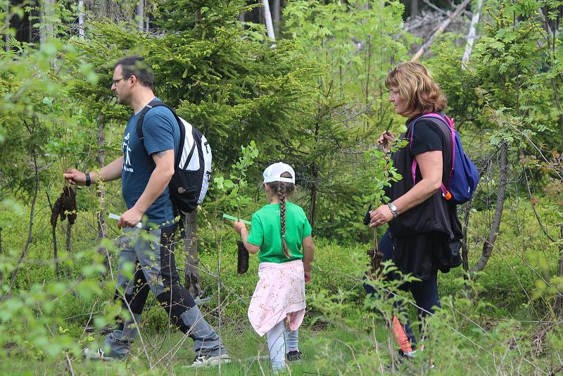 Sázení stromků na Šumavě s WeLoveŠumava 5. června 2021.