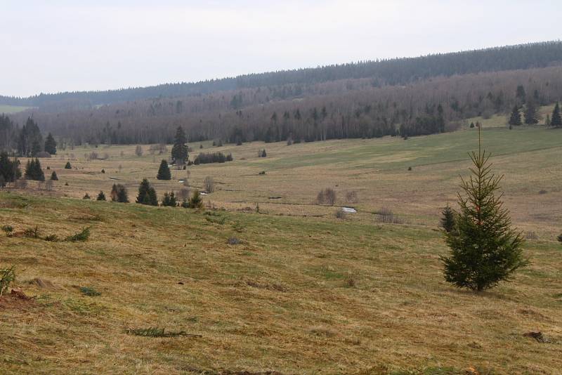 Kácení na loukách v Národním parku Šumava - Zhůří