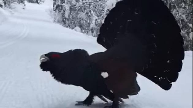 Tetřev útočící na lyžaře na videu zveřejněném na facebooku bývalým šéfem NP Šumava Jiřím Mánkem.