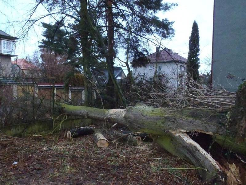 Ve Školní ulici v Klatovech spadl 6. února při bouřce vzrostlý strom.