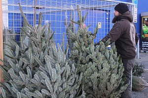 Prodej vánočních stromů v Klatovech.