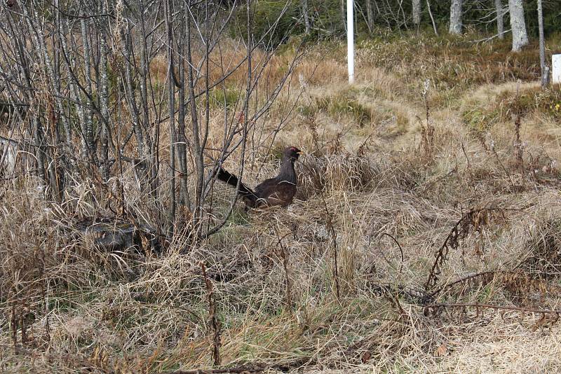 Ředitelé národních parků Šumava a Bavorský les Pavel Hubený a Franz Leibl představili výsledky výzkumu populace tetřeva.