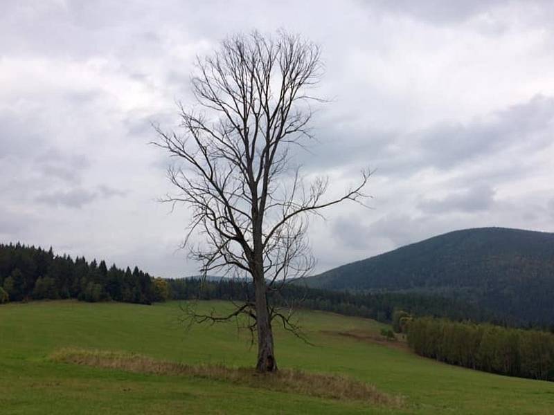 Známý suchý strom na Velkém Boru na Prášilsku.
