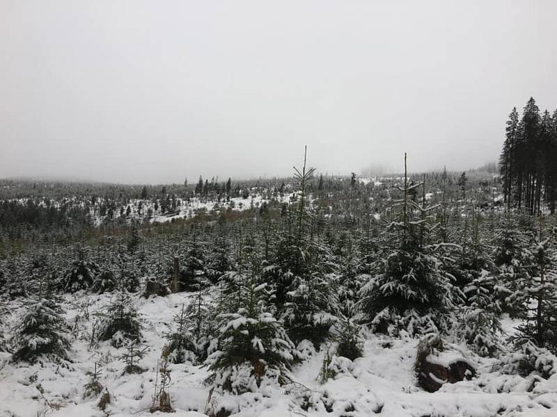 Sníh na Šumavě.