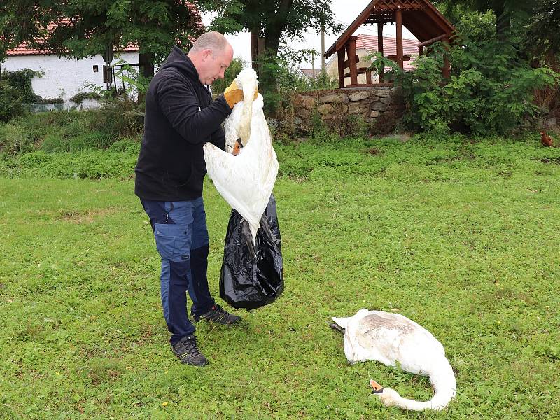 Idylka labutí rodiny ve Smrkovci skončila, rodiče zastřelil lovec při honu na kachny.