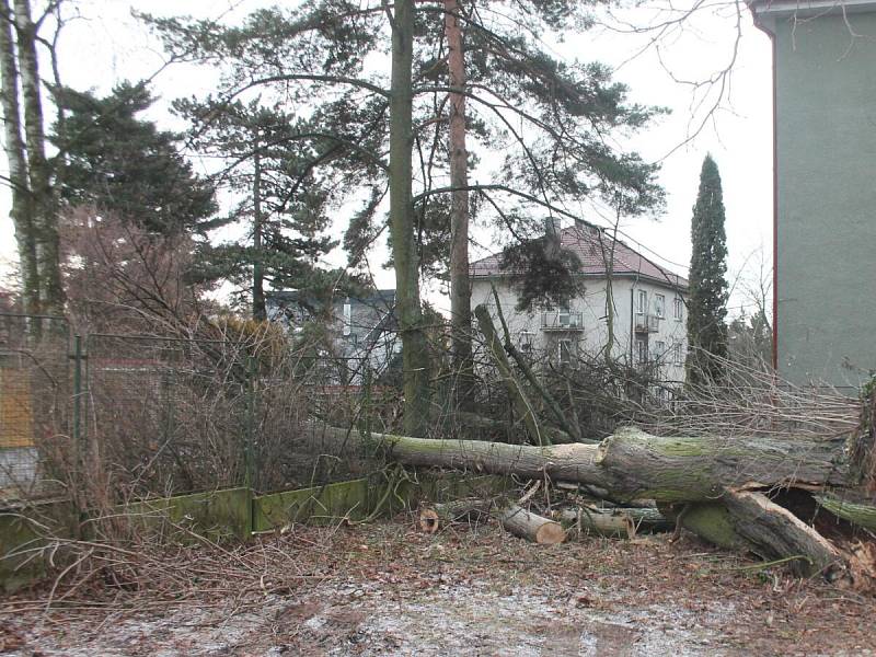 Ve Školní ulici v Klatovech spadl 6. února při bouřce vzrostlý strom.