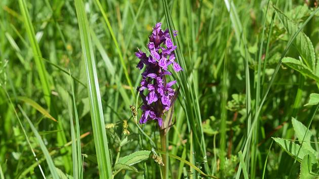 Na šumavských loukách Miloslava Puchty teď kvetou i orchideje - prstnatec májový (fialový) či vemeník zelenavý.