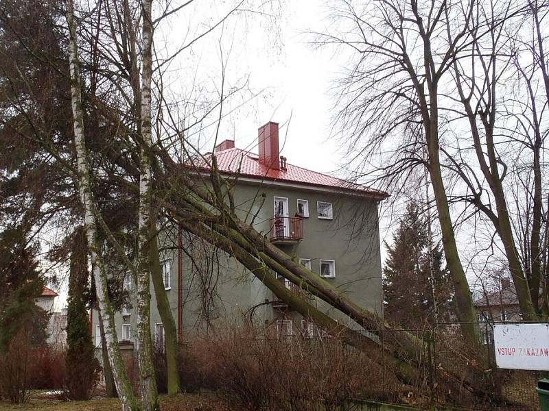 Ve Školní ulici v Klatovech spadl 6. února při bouřce vzrostlý strom.