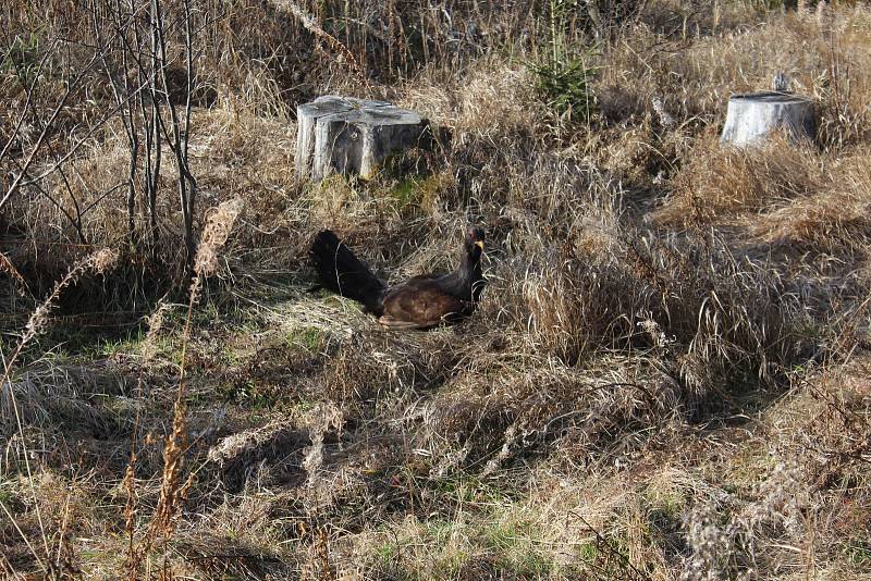 Ředitelé národních parků Šumava a Bavorský les Pavel Hubený a Franz Leibl představili výsledky výzkumu populace tetřeva.