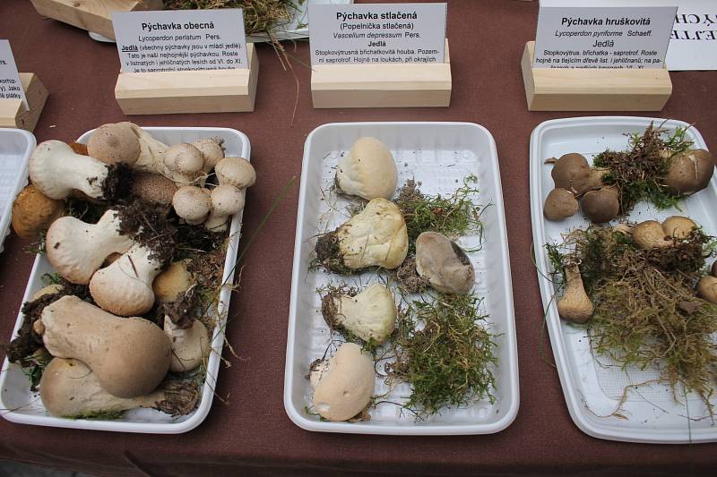Výstava hub v Klatovech