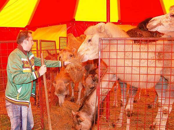 Redaktor Deníku si vyzkoušel krmení zvířat v Cirkuse Humberto