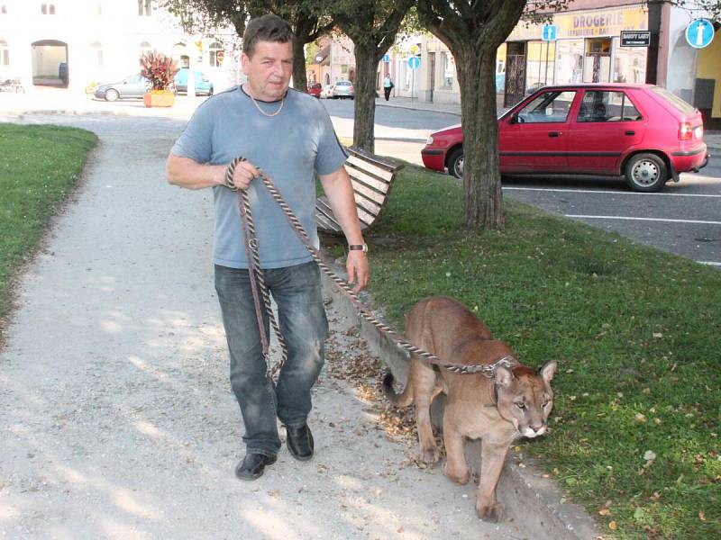 Miroslav Lenc z Horažďovic chová lvici a dvě pumy a běžně s nimi chodí na procházky po městě.