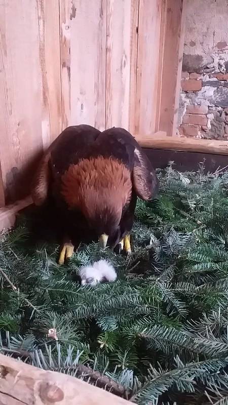 Vejci zpočátku nedávali žádnou naději. Sokolník Aleš Hollý z Kladrub požádal o pomoc kamaráda. Spojili síly a stal se zázrak.