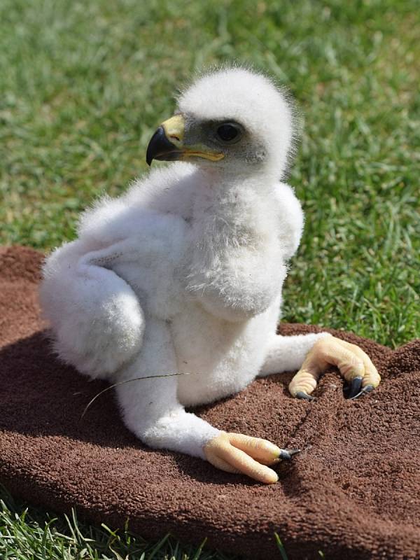 Vejci zpočátku nedávali žádnou naději. Sokolník Aleš Hollý z Kladrub požádal o pomoc kamaráda. Spojili síly a stal se zázrak.