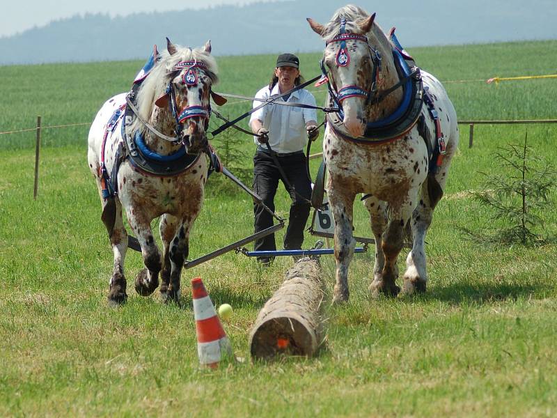 Soutěž chladnokrevných koní ve Zdeslavi.