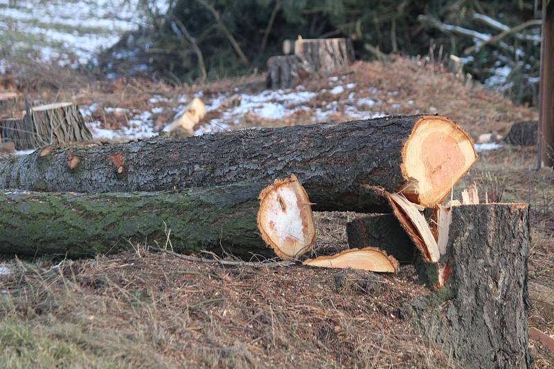 Kácení stromů kvůli výstavbě obchvatu v Klatovech.