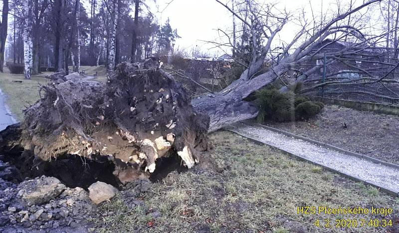 Padlý strom ve Svéradicích