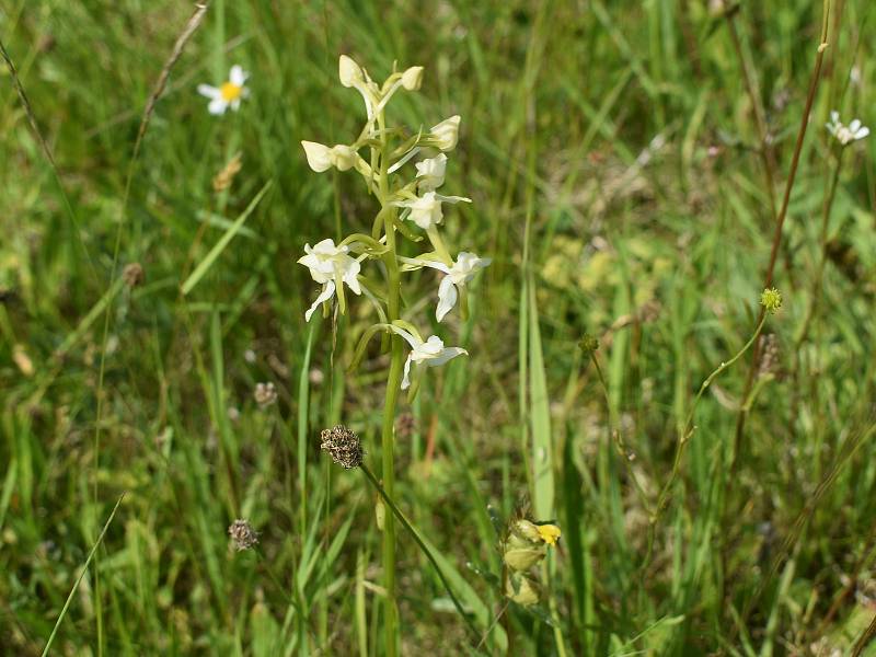 Na šumavských loukách Miloslava Puchty teď kvetou i orchideje - prstnatec májový (fialový) či vemeník zelenavý.