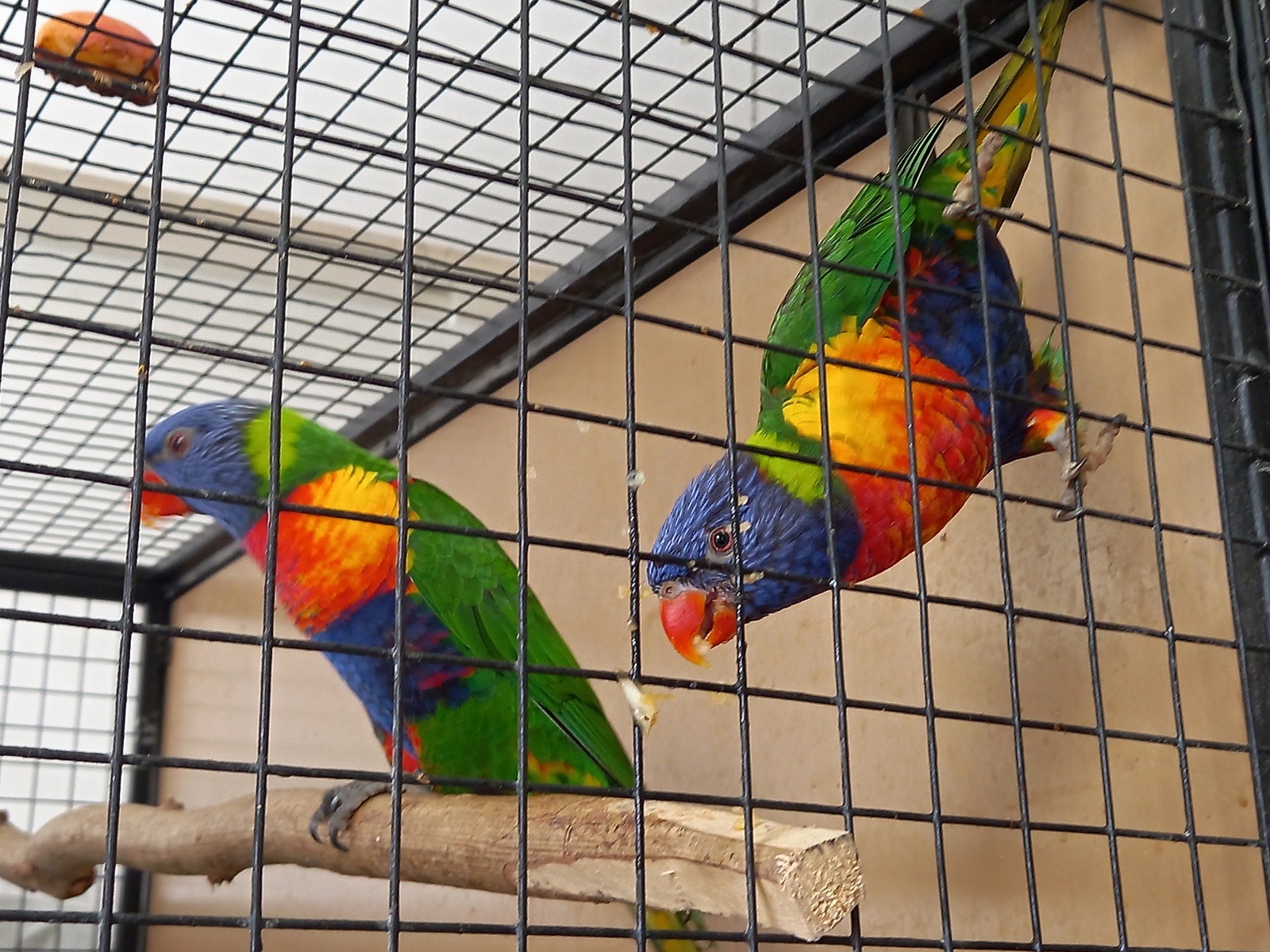 Lidé obdivovali na výstavě pestrobarevné papoušky i další exotické ptáky -  Tachovský deník