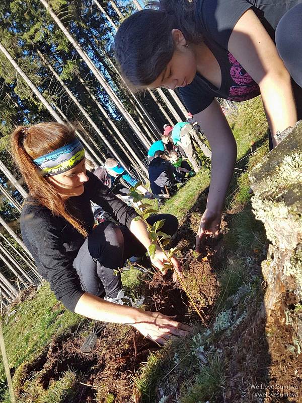 Sázení stromků v rámci projektu WeLoveŠumava.