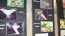 Výstava brouků v Sušici