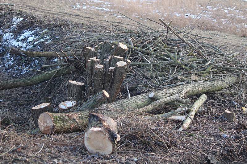 Kácení stromů kvůli výstavbě obchvatu v Klatovech.