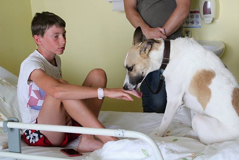 Pes Gump a Filip Rožek v klatovské nemocnici.
