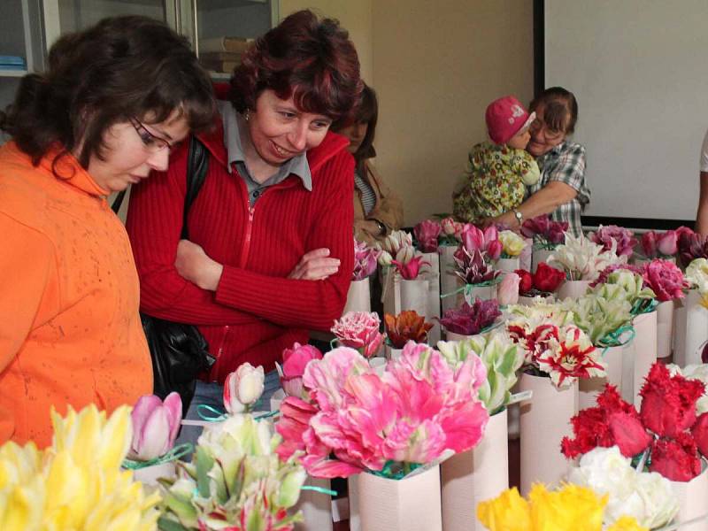 Výstava tulipánů Pavla Nováka v Dlažově