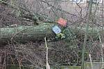 Ve Školní ulici v Klatovech spadl 6. února při bouřce vzrostlý strom.