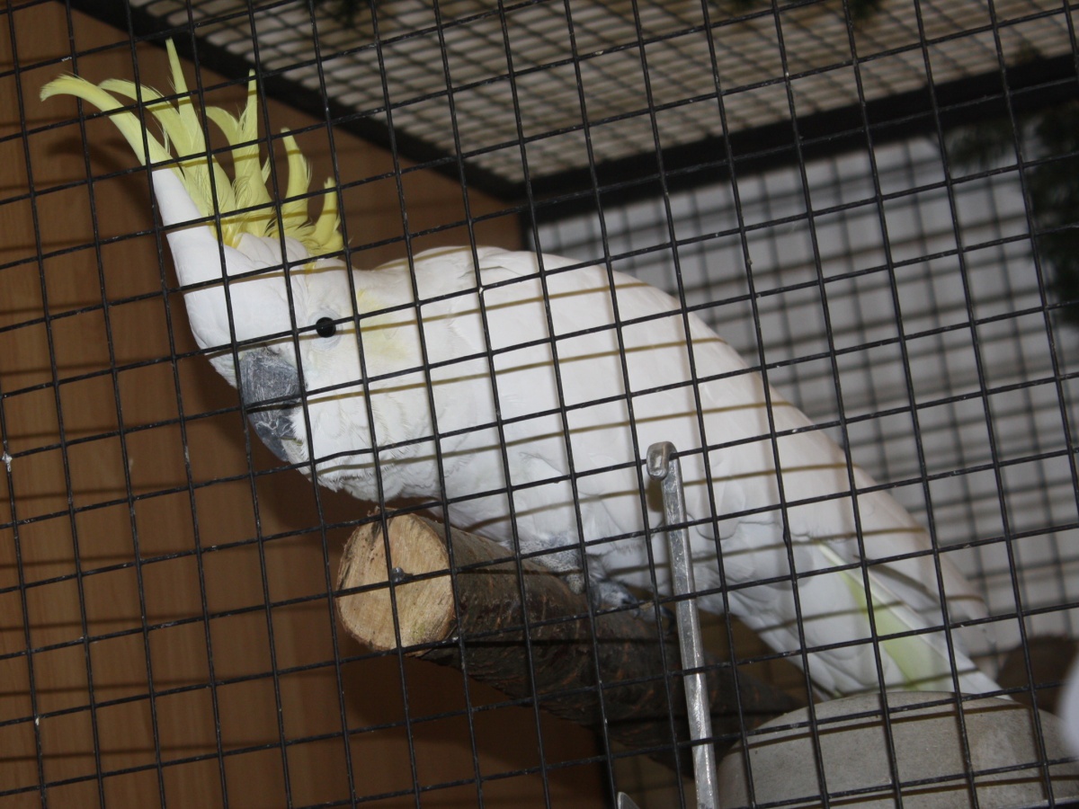 FOTO, VIDEA: S návštěvníky si povídali kakadu bílý a žlutočečelatý -  Klatovský deník