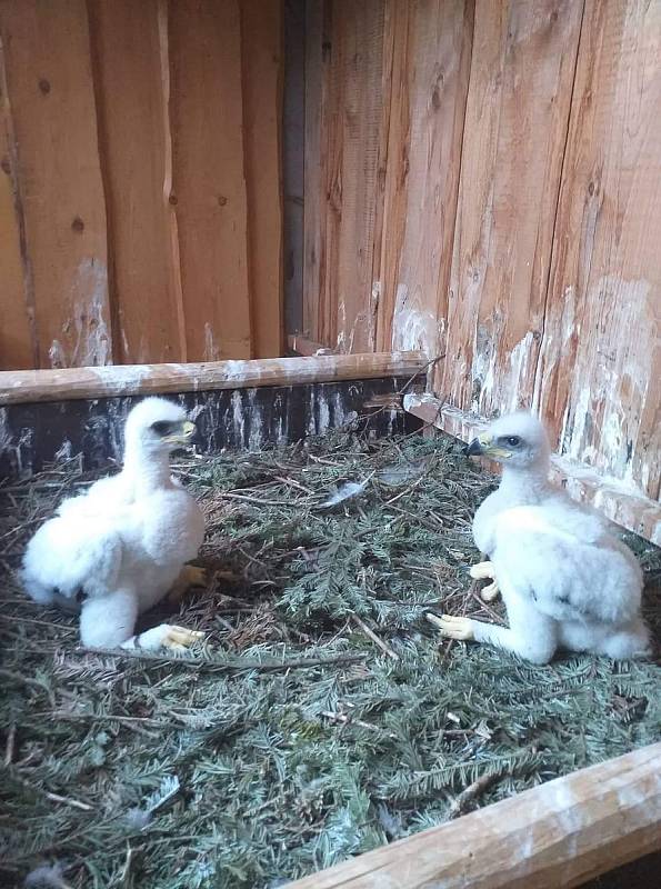 Vejci zpočátku nedávali žádnou naději. Sokolník Aleš Hollý z Kladrub požádal o pomoc kamaráda. Spojili síly a stal se zázrak.