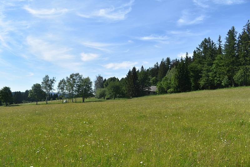 Na šumavských loukách Miloslava Puchty teď kvetou i orchideje - prstnatec májový (fialový) či vemeník zelenavý.