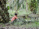 Vysazování palmy olejné