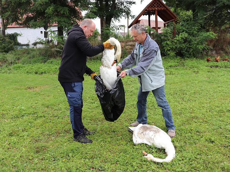 Idylka labutí rodiny ve Smrkovci skončila, rodiče zastřelil lovec při honu na kachny.